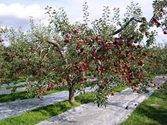 The fruit village, fruit hunting experience