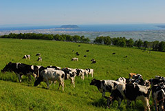 Beef and Dairy Products
