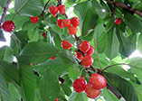 Fruit Hunting